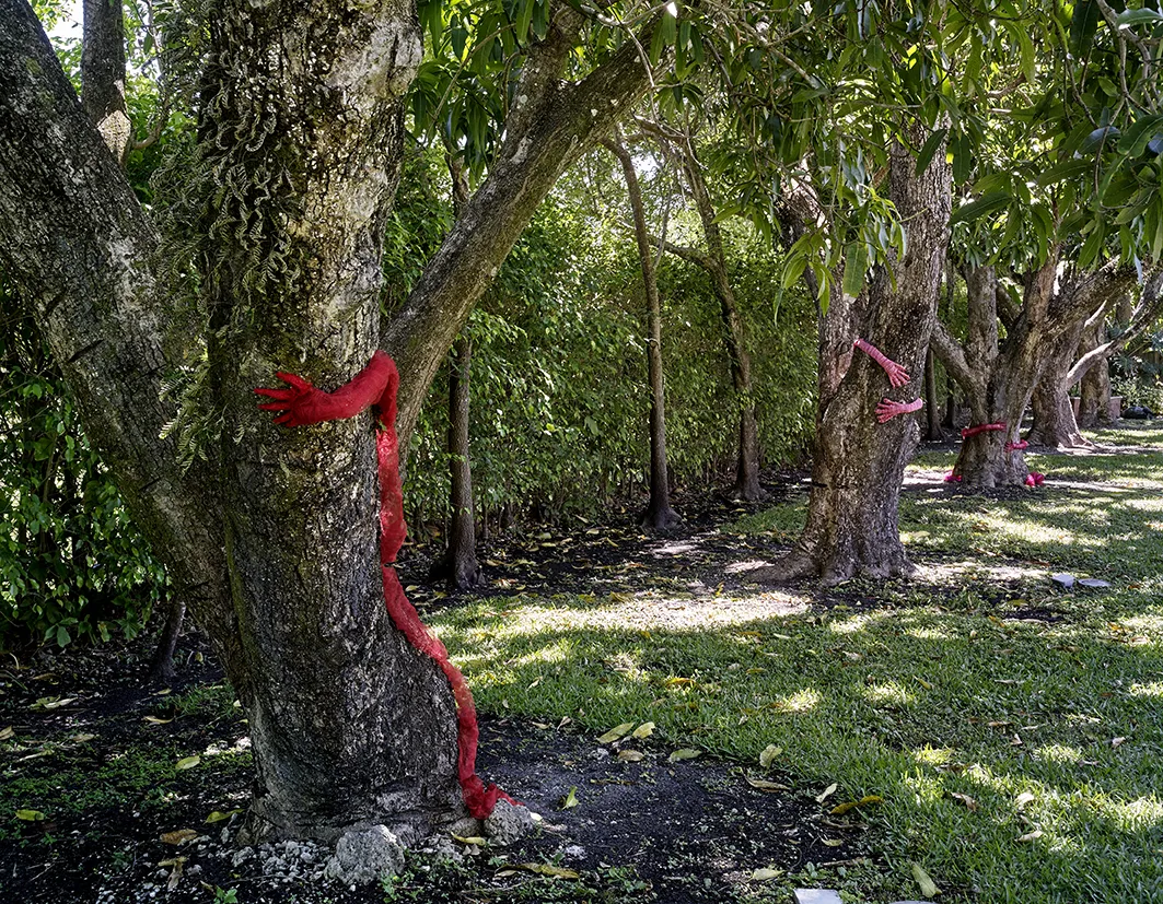 “Sculptural Tree Hugger” 2019. Mango trees embraced by knit colored wire.